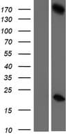 GSG2 / HASPIN Protein (Over-Expression Lysate Myc-DDK (Flag))