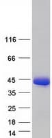Human HOMER2 / Homer 2 Protein (Recombinant Myc-DDK (Flag))