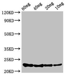 Carbon storage regulator Antibody