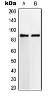 Polyclonal Rabbit anti-Human VWA5A Antibody (Internal, IF, WB)