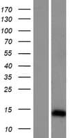 ARL9 Protein (Over-Expression Lysate Myc-DDK (Flag))