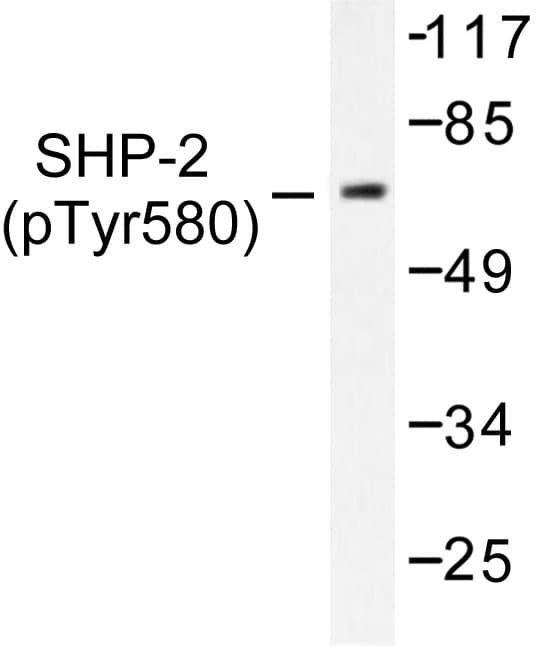 PTPN11 / SHP-2 / NS1 Antibody (phospho-Tyr580)
