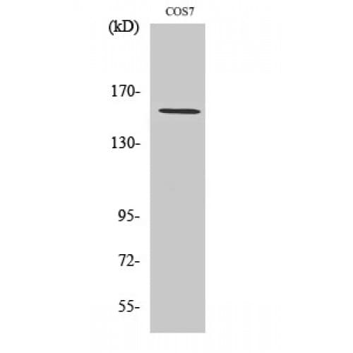 POLR3A Antibody (1-80 aa, N-terminal)