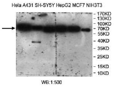 CANX / Calnexin Antibody (C-Terminus)