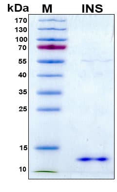 Human Insulin Protein (Recombinant 6His, N-terminus)