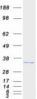 Human ABHD10 Protein (Recombinant Myc-DDK (Flag))