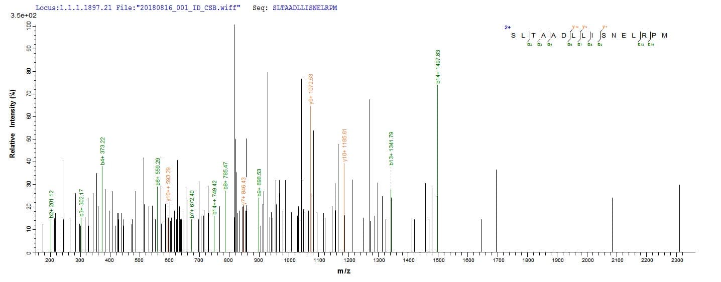 Clostridium acetobutylicum ctfB Protein (Recombinant 10His, N-terminus + Myc, C-terminus)