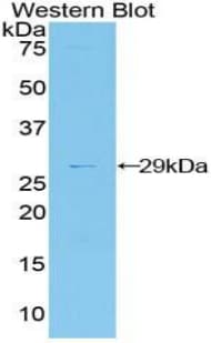 DDAH2 Antibody (aa31-265, PE)