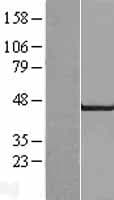 MAPK9 / JNK2 Protein (Over-Expression Lysate Myc-DDK (Flag))