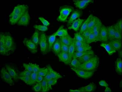 Polyclonal Rabbit anti-Human SNTB1 / A1B Antibody (IF)