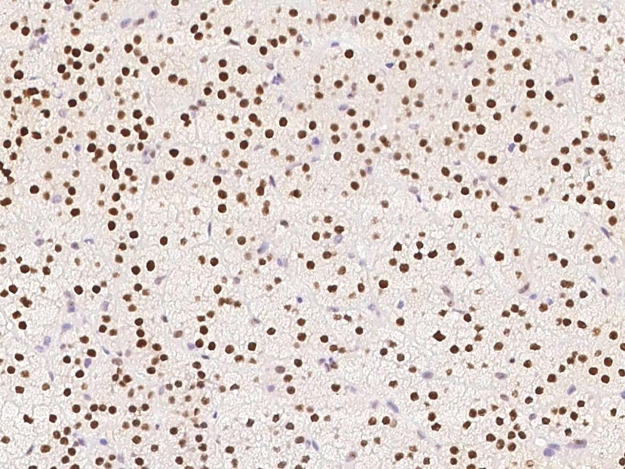 RALYL Antibody