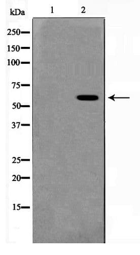 MUTYH / MYH Antibody