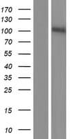 NTRK2 / TRKB Protein (Over-Expression Lysate Myc-DDK (Flag))