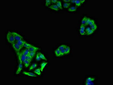 KIR3DL1 Antibody