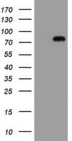 MIPEP Antibody (clone OTI4D11)