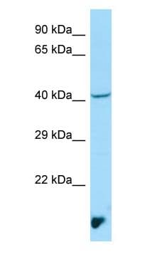 Polyclonal Rabbit anti-Human MAEA / EMP Antibody (aa32-81, WB)