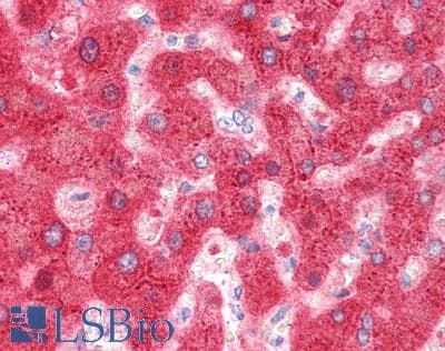 Complement C4 Antibody (aa975-1336)