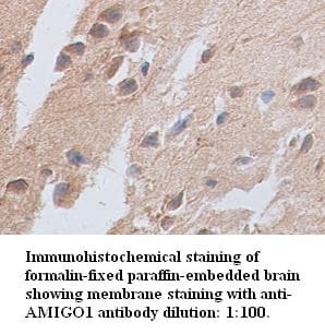 AMIGO Antibody (C-Terminus)