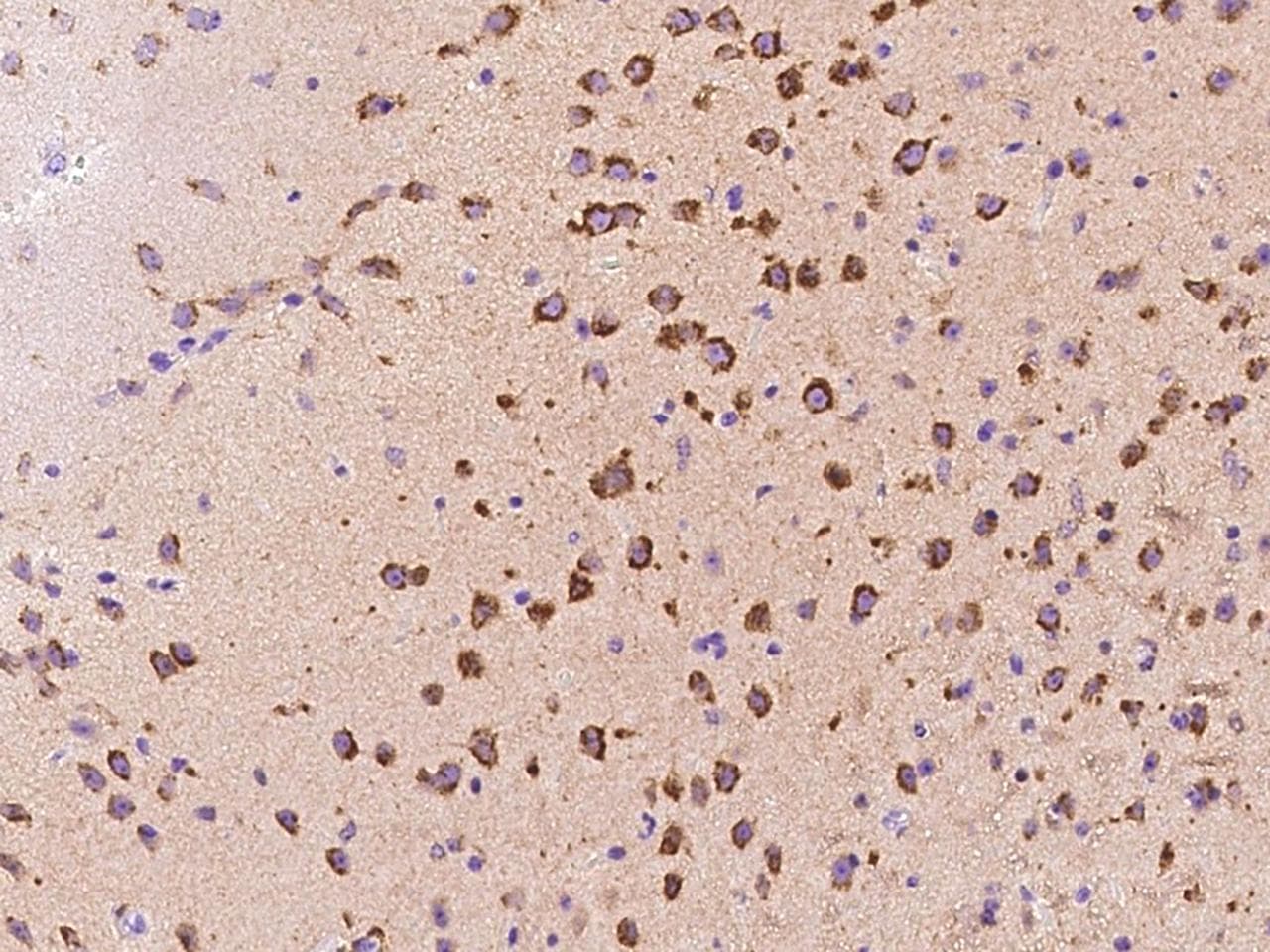 Polyclonal Rabbit anti-Mouse DKK3 Antibody (Preservative Free, IHC)