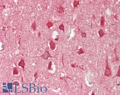 IHC-plus™ 14-3-3 Antibody (N-Terminus)