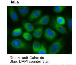 CANX / Calnexin Antibody (clone 4F10)