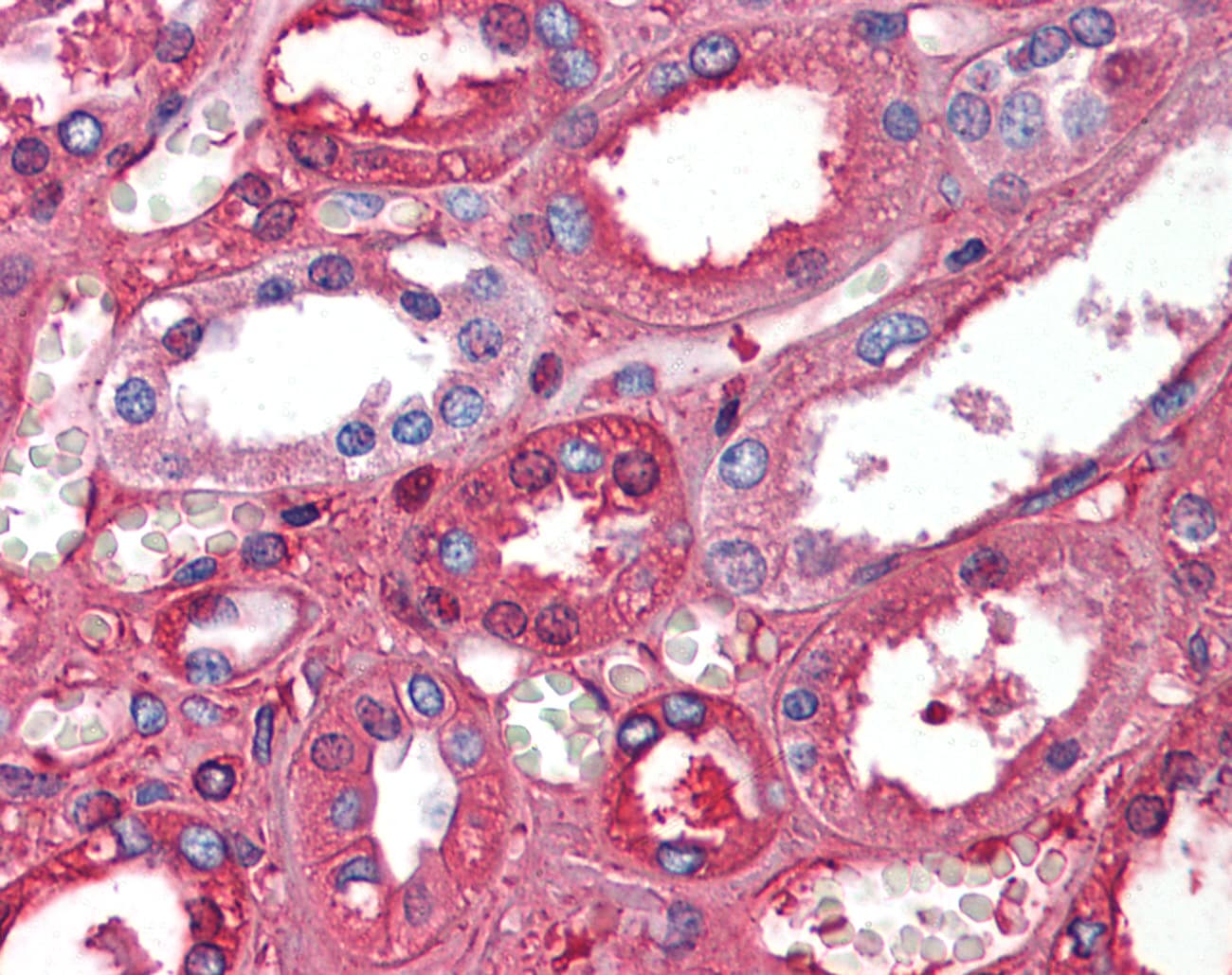 ALB / Serum Albumin Antibody (aa108-157)
