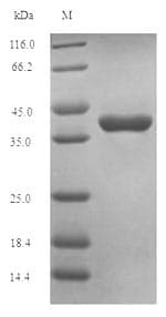 Human Oxytocin Protein (Recombinant 10His-SUMO, N-terminus + Myc, C-terminus)