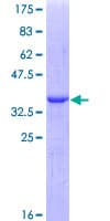 Human GRN / Granulin Protein (Recombinant GST, N-terminus)