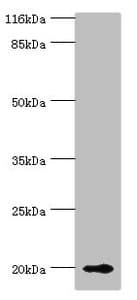 RBP5 Antibody