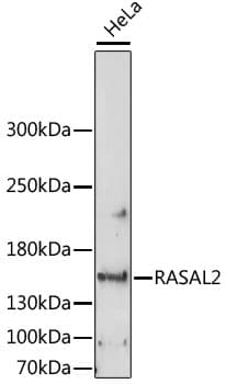 Polyclonal Rabbit anti-Human NGAP / RASAL2 Antibody (WB)