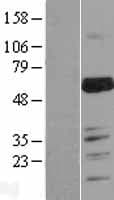 MARVELD2 / Tricellulin Protein (Over-Expression Lysate Myc-DDK (Flag))