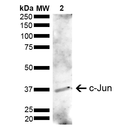 JUN / c-Jun Antibody