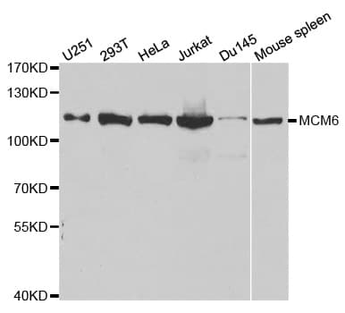MCM6 Antibody