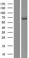 Delta3 / DLL3 Protein (Over-Expression Lysate Myc-DDK (Flag))