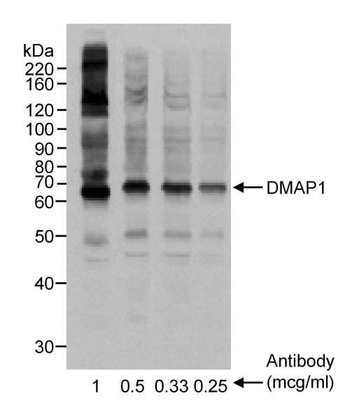 Polyclonal Goat anti-Human DMAP1 Antibody (aa50-100, WB)
