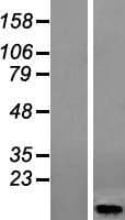 HIGD1A Protein (Over-Expression Lysate Myc-DDK (Flag))