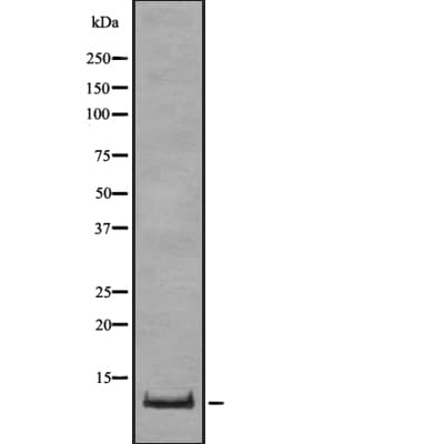 Polyclonal Rabbit anti-Human Oxytocin Antibody (WB)