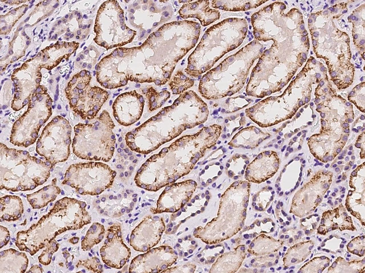 MIER2 Antibody
