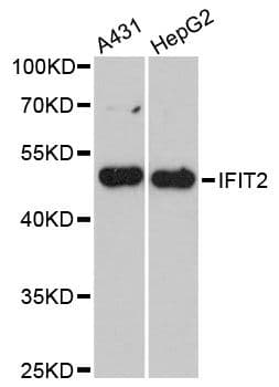 ISG54 / IFIT2 Antibody