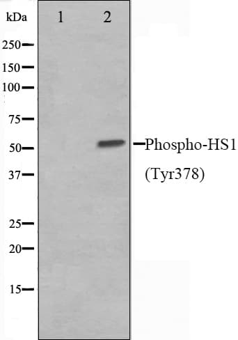 HCLS1 Antibody (phospho-Tyr378)
