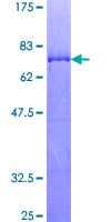 Human MAPKAPK2 / MAPKAP Kinase 2 Protein (Recombinant GST)