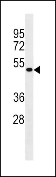 MCIDAS / MCIN Antibody (aa20-46)