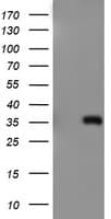 ERCC1 Antibody (clone OTI2A8, Carrier-free)