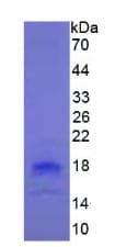 Human TNFSF18 / GITRL Protein (Recombinant His, N-Terminal)
