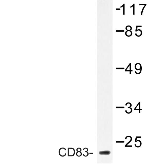 CD83 Antibody (Pro130)