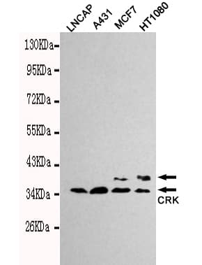 Monoclonal Mouse anti-Human CRK Antibody (WB)