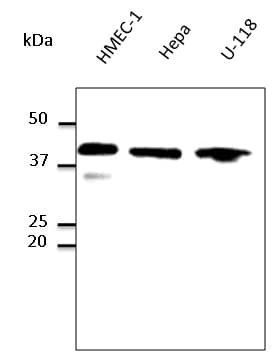 GAPDH Antibody (C-Terminus)
