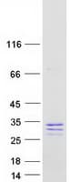 Human SCG5 / 7B2 Protein (Recombinant Myc-DDK (Flag))