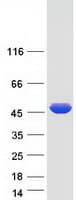 Human MAPKAPK2 / MAPKAP Kinase 2 Protein (Recombinant Myc-DDK (Flag))