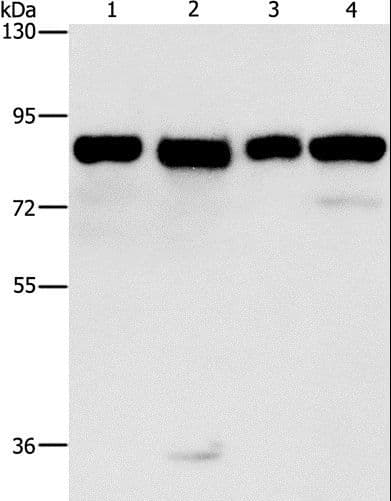 Polyclonal Rabbit anti-Human MAD1L1 / MAD1 Antibody (IHC, WB)